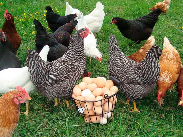 Содержание кур и уход за ними | ЗооТом - продажа, вязка и услуги для животных в Шиханах