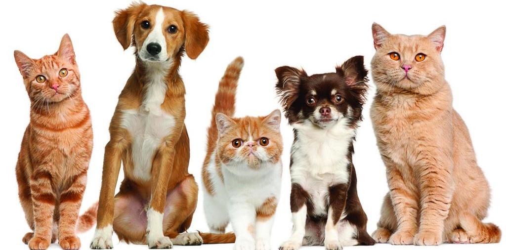 Доска объявлений о животных | ЗооТом - продажа, вязка и услуги для животных в Шиханах