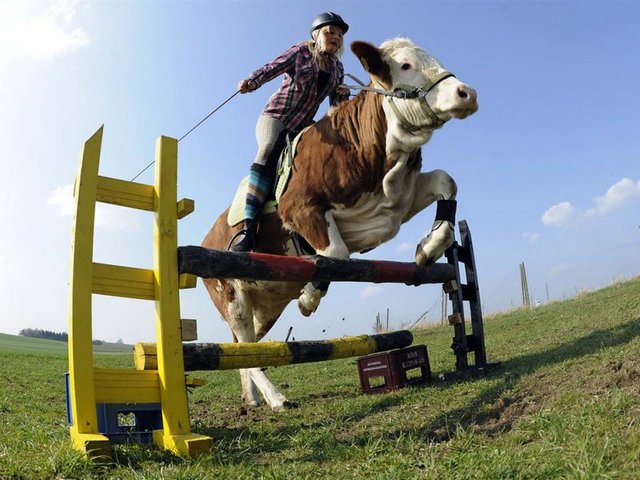 Статьи о коровах в Шиханах | ЗооТом портал о животных