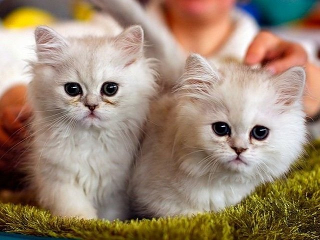 Породы кошек в Шиханах | ЗооТом портал о животных