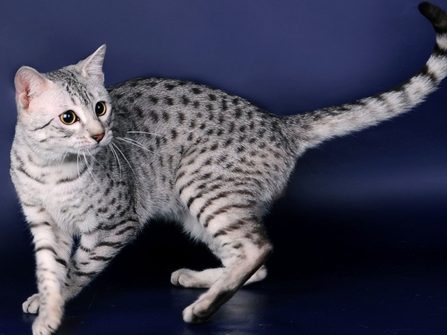 Породы кошек в Шиханах | ЗооТом портал о животных
