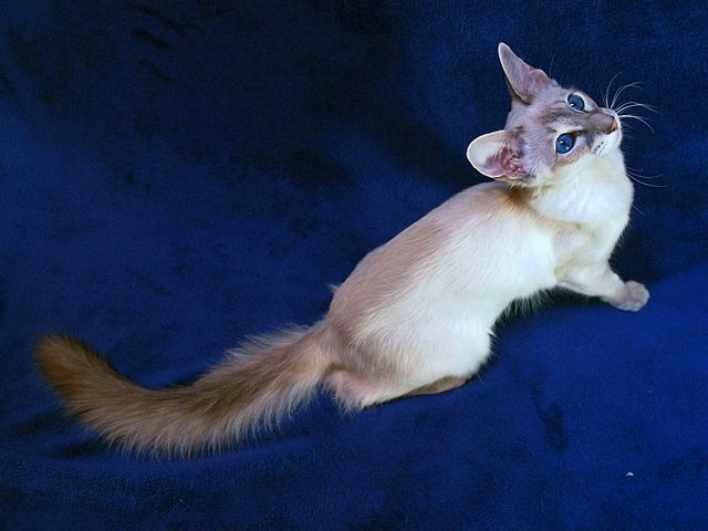 Выведенные породы кошек в Шиханах | ЗооТом портал о животных