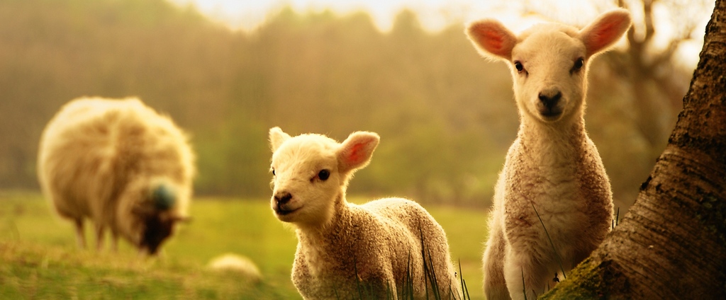 Объявления о сельскохозяйственных животных | ЗооТом - продажа, вязка и услуги для животных в Шиханах