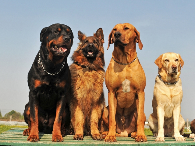 Крупные породы собак в Шиханах | ЗооТом портал о животных